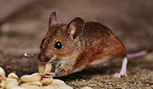 24 Hour & Emergency Exterminators in Pinson, TN
